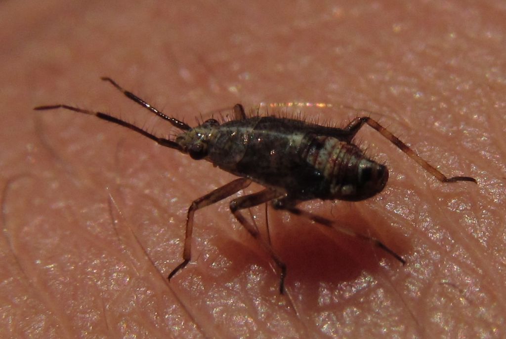 Miridae: Deraeocoris flavilinea adult and nymph from Turkey